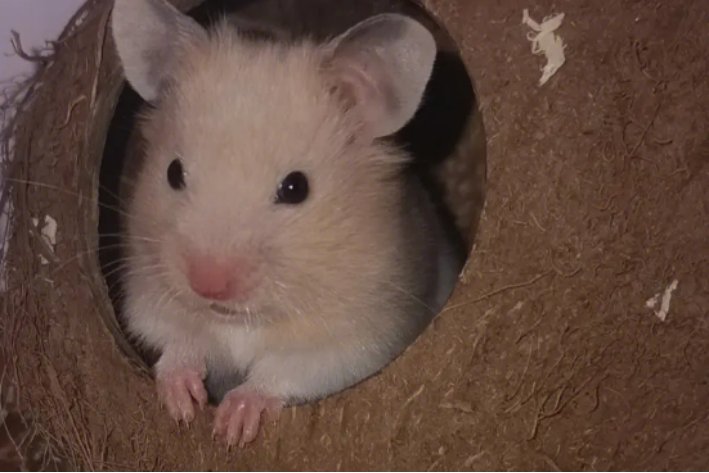 黑灯瞎火是什么生肖?