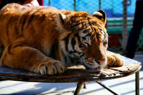 重生之都市仙尊的主角陈北玄,为什么被称为逼王?