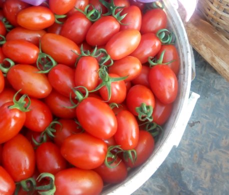 沈阳阳性圣女果已致11人感染,这批阳性圣女果是从哪儿来的?