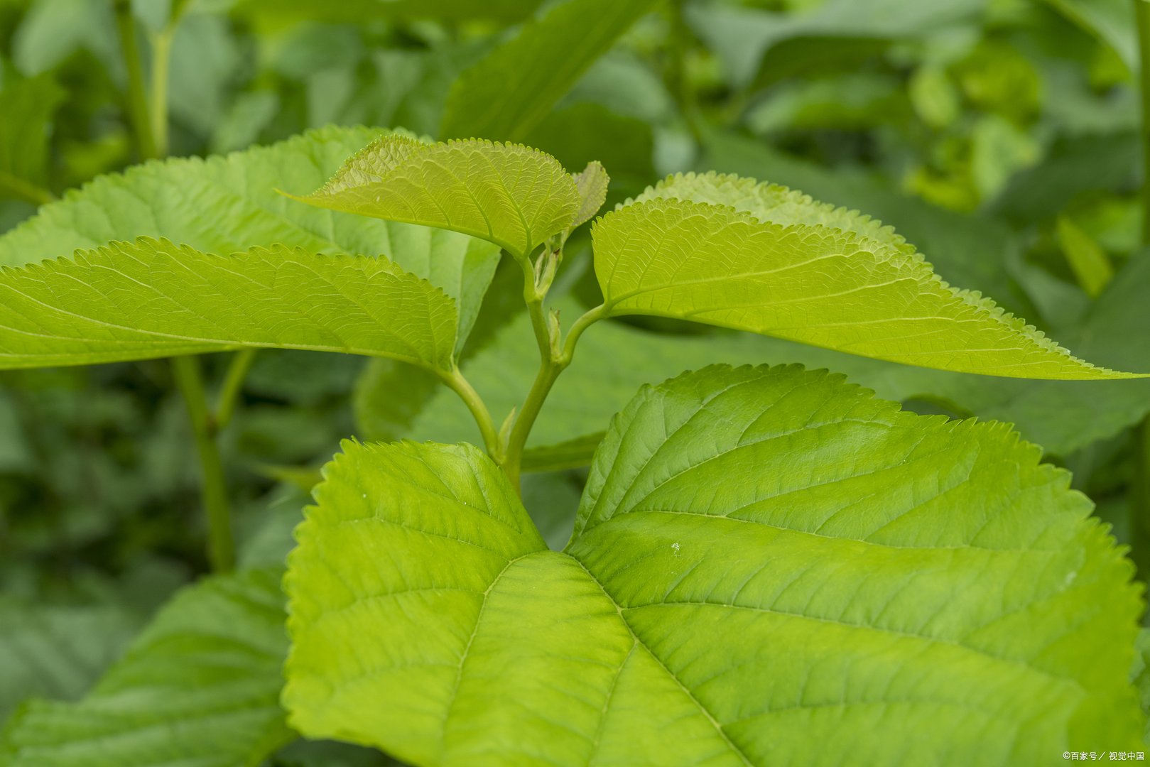 蚂蚁庄园：古人常用什么树来借指故乡？是桑树和梓树吗？