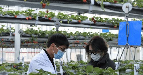 南京10万斤傅家边草莓滞销，养殖户该如何“破局”