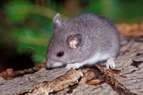 零七碎八打一动物生肖