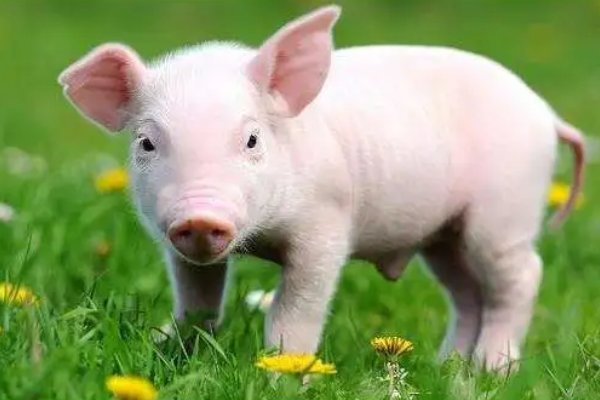 和衣而睡指什么生肖