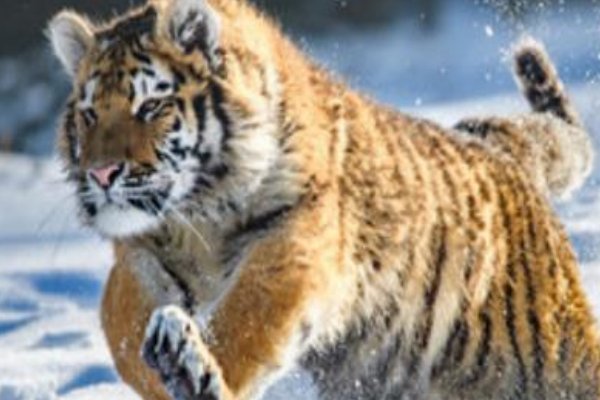 春色红梅香万树指什么生肖