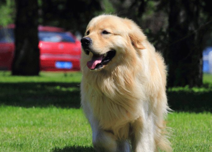 咬字眼儿,打-个生肖