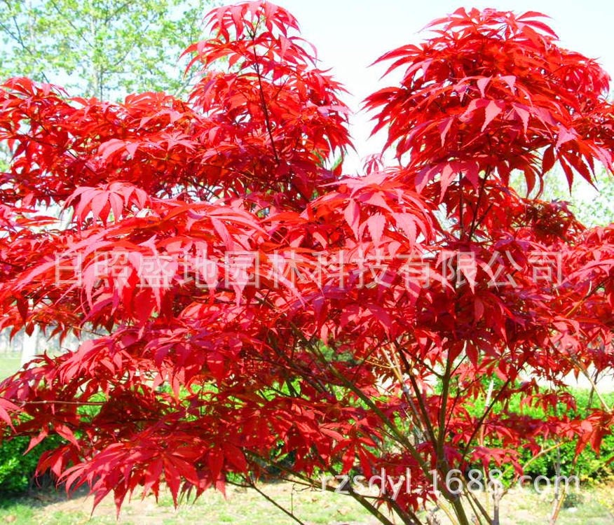 绯红皇后的介绍