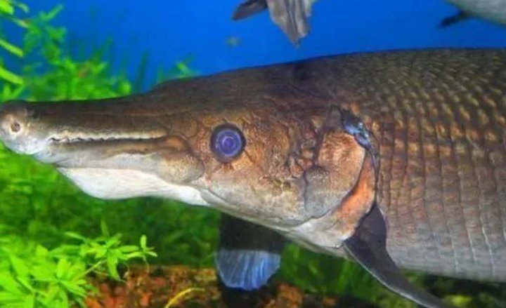 青海也现怪鱼：鱼塘损失1500多斤鱼，围捕怪鱼有哪些难度？