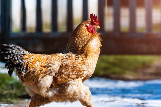 声东击西是指什么生肖