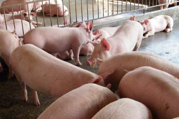 灭顶之灾是什么生肖?