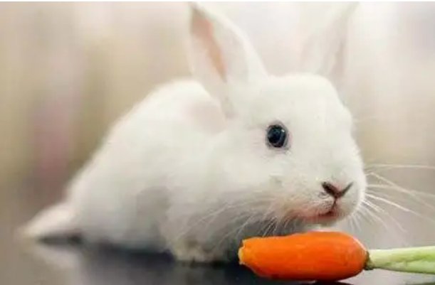 英语老师让我吃她的兔子可以吗