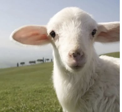 羊拼音怎么拼写