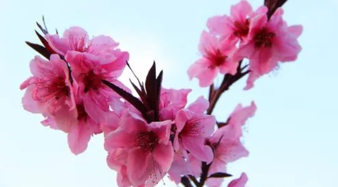 赞美三月桃花的优美句子