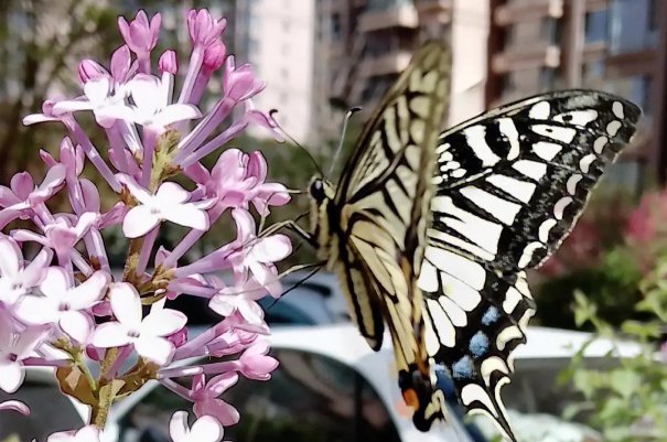 蝴蝶飞舞连续动作的句子