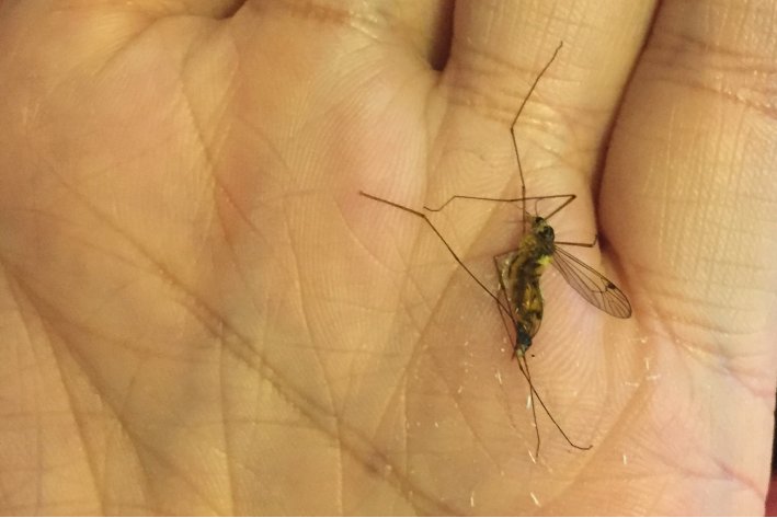 sacks是什么意思