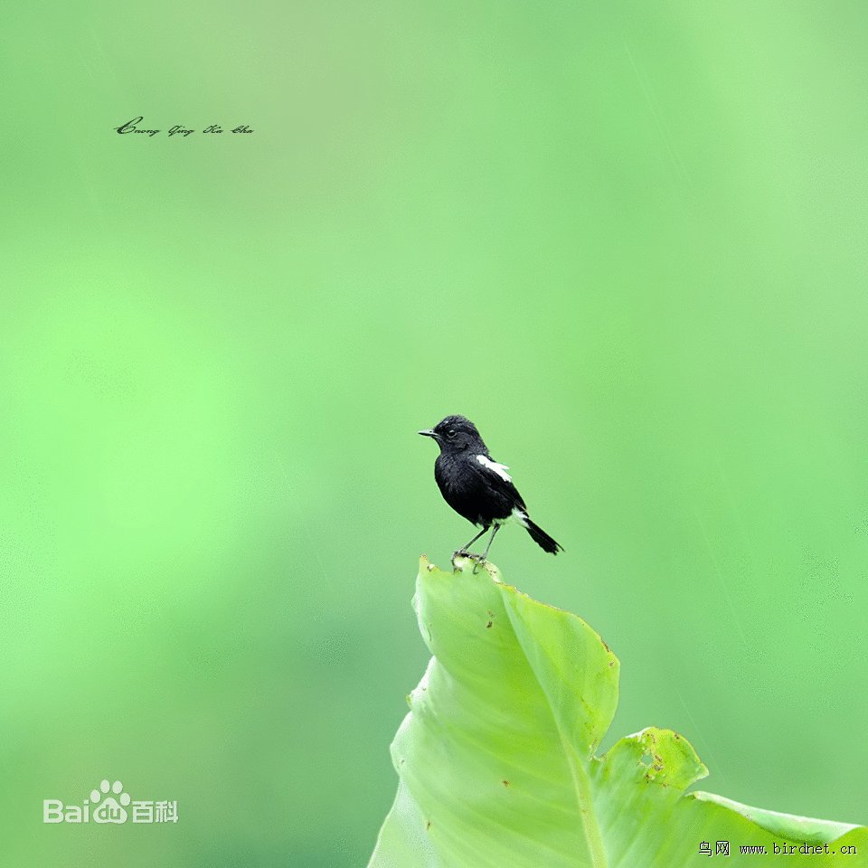 白斑黑石鵖的生活习性