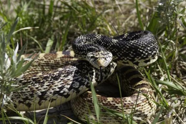 秋冬交替柏树绿打一生肖动物