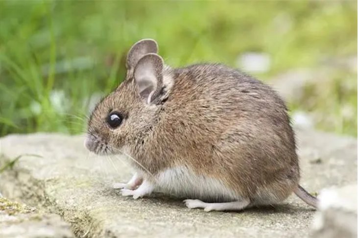 头撞南墙打一准确动物