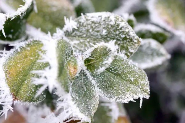 六月飞霜打一动物