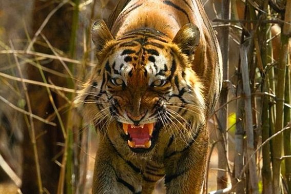 火冒三丈天打一动物