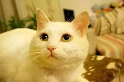 走丢十天的失聪白猫被找回，主人是如何找到它的？