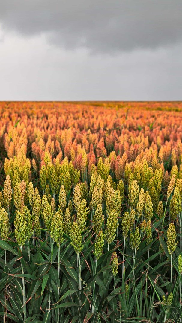功成不居，猜十二生肖内动物里？