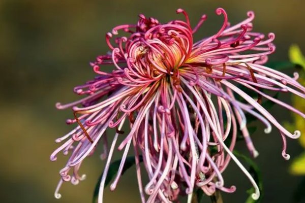 重阳节的诗七言绝句