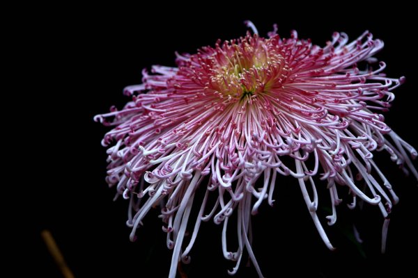 重阳节的诗七言绝句