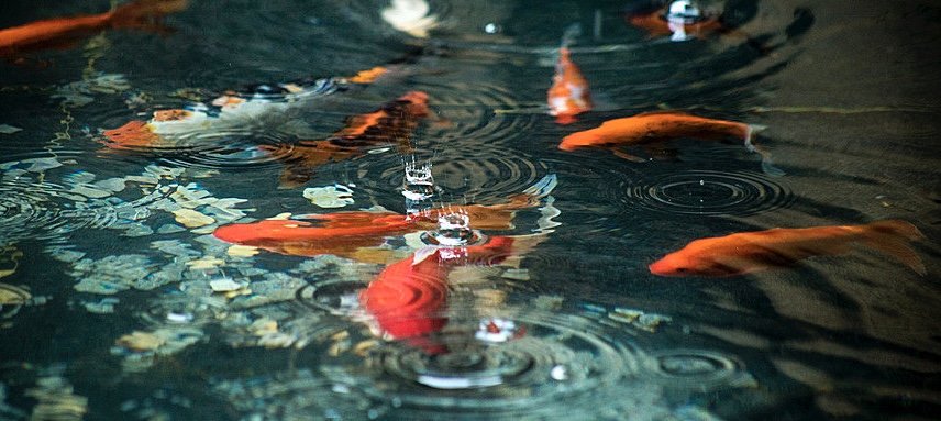 西安一湖内惊现“鲤鱼跃龙门”，“鲤鱼跃龙门”有何含义？