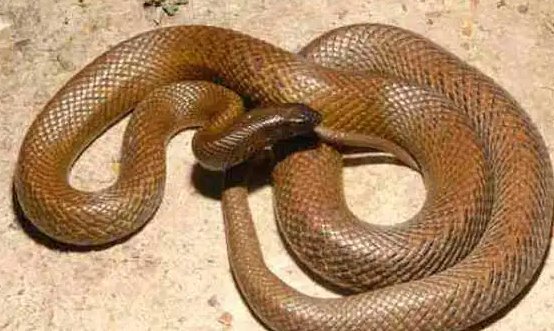 十大最诡异的蛇