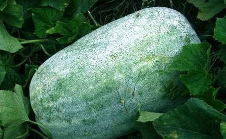 毛冬瓜和冬瓜是一样的瓜吗?