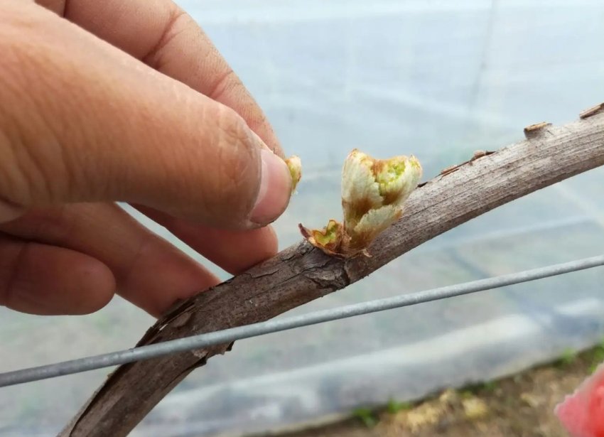 诱受是什么意思