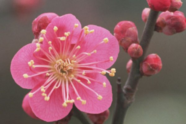 梅花象征着什么意义