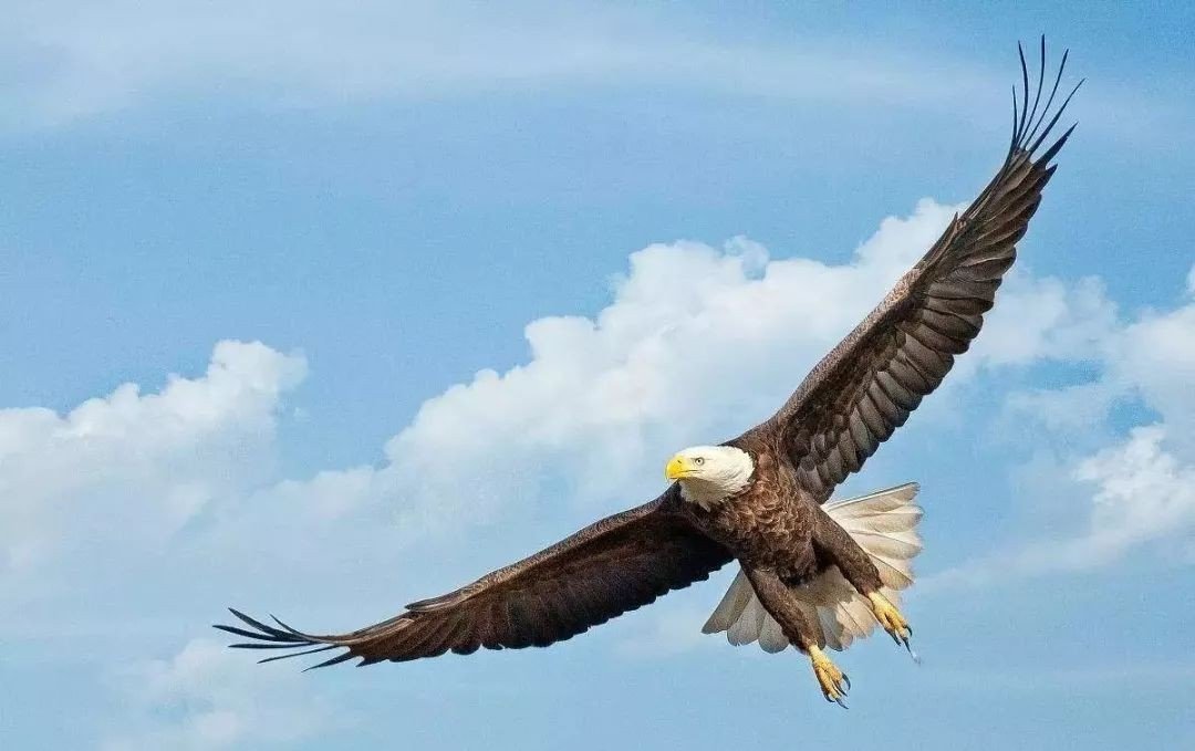 前程似锦鹏程万里是什么意思