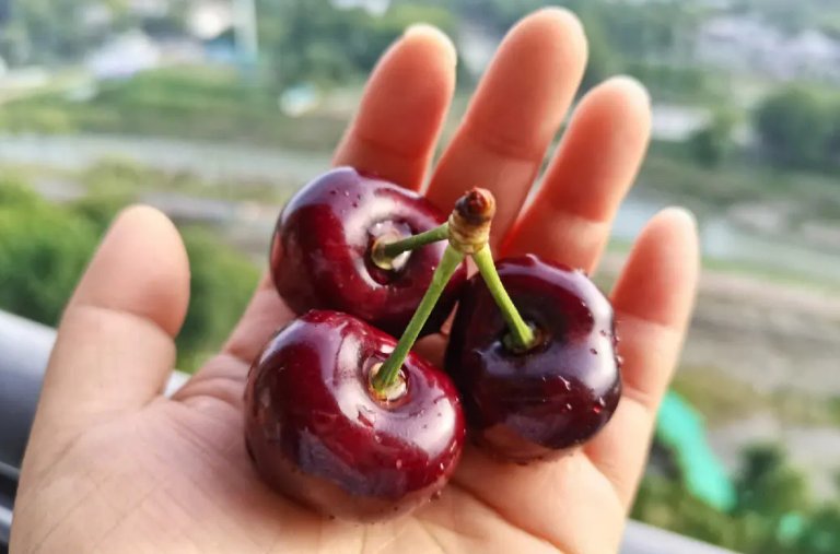 车厘子j级好还是xl级好