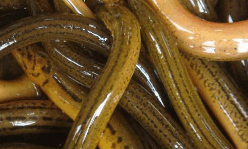 黄鳝最大可以长多大