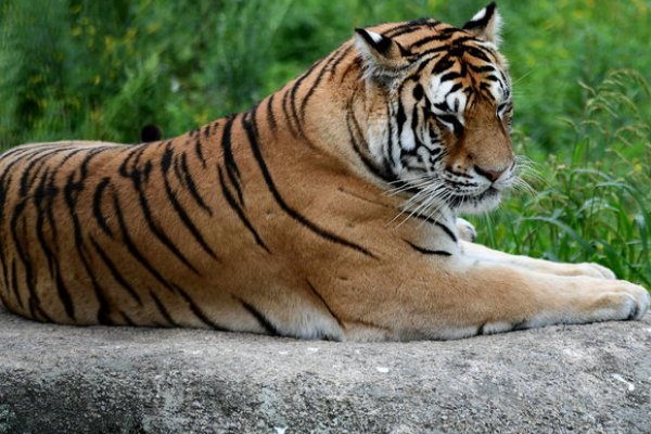 盛筵必散打一个动物