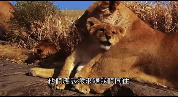 狮路历程的介绍