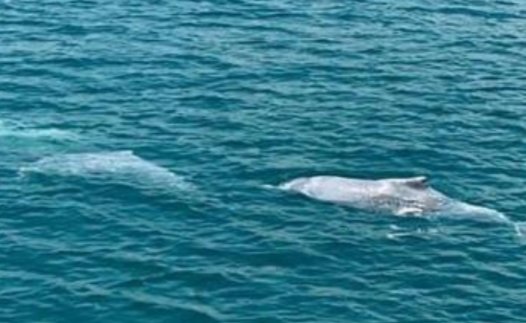 新加坡现粉色海豚,这是一种什么类别的海豚?