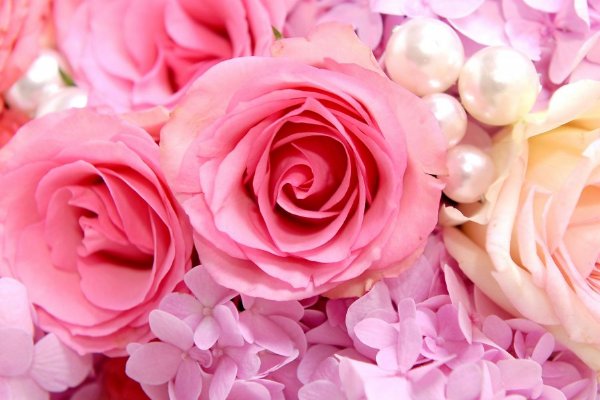 玫瑰过了花期下一句是什么?