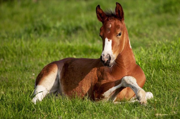 坐卧不宁打一生肖