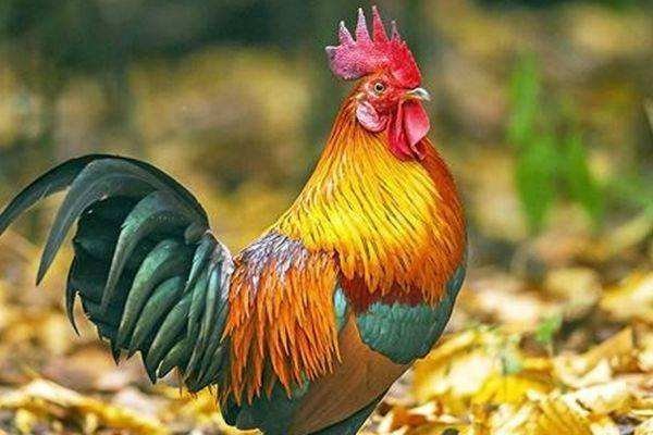 粉面含春什么生肖动物