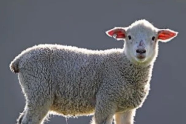 色艺双绝打一准确生肖