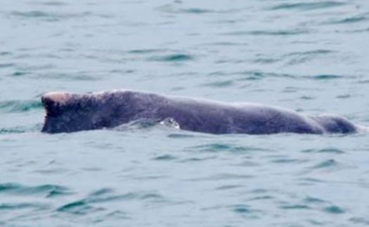 新加坡现粉色海豚,这是一种什么类别的海豚?