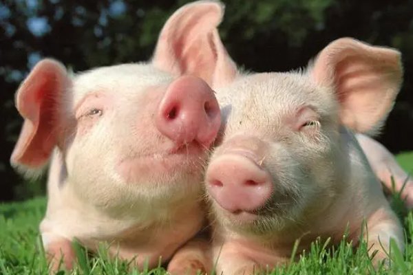 对半分打一生肖