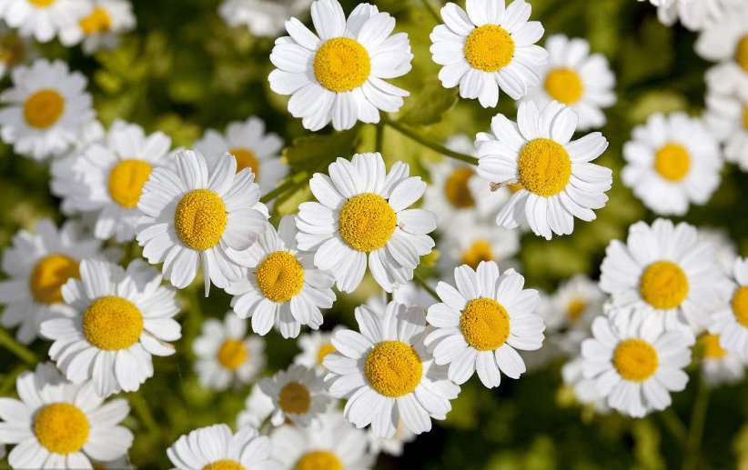 年年月月花相似，岁岁年年人不同出自哪首诗