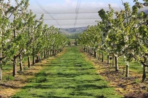 樱桃总是容易被鸟吃怎么办?这个现象该如何防范?