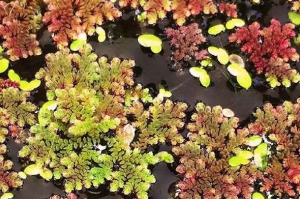 在自然界中满江红指的是