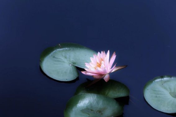 莲的组词和拼音