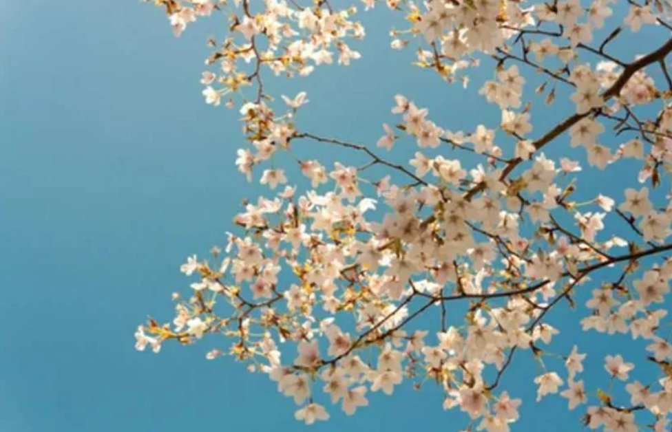 桃之夭夭,灼灼其华是什么意思?