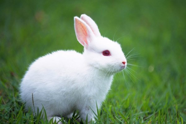 一息尚存什么动物